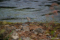 [山梨県][富士五湖][鳥](名称不明) @河口湖岸