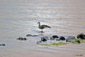 [山梨県][富士五湖][鳥]河口湖畔 背伸びするカルガモ