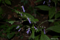 [山梨県][青木ヶ原樹海][花](名称不明)