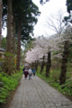 [北海道][松前][桜]松前城 染井吉野の並木