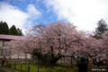 [北海道][松前][桜]血脈桜 III