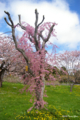 [北海道][松前][桜]