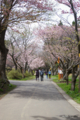 [北海道][松前][桜]