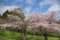 [北海道][松前][桜]