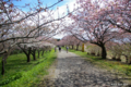 [北海道][松前][桜]