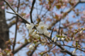 [北海道][松前][桜]