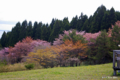 [北海道][松前][桜]