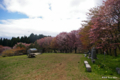 [北海道][松前][桜]