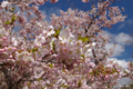 [北海道][松前][桜]