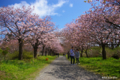 [北海道][松前][桜]