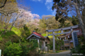 [北海道][桜]上の国八幡宮