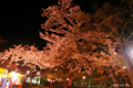 [北海道][函館][桜]