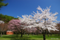 [北海道][花][桜]