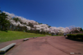 [北海道][花][桜]桜 @北海道森町 オニウシ公園