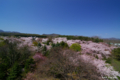 [北海道][花][桜]桜 @北海道森町 オニウシ公園