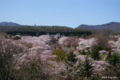 [北海道][花][桜]桜(展望塔から道の駅方向を望む) @北海道森町 オニウシ公園