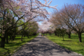 [北海道][花][桜]桜 @北海道森町 オニウシ公園