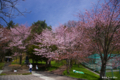 [北海道][花][桜]栗山公園の桜 I