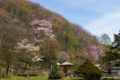 [北海道][花][桜]栗山公園の桜 III