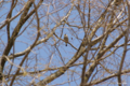 [北海道][鳥]イカル @栗山公園