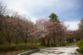 [北海道][花][桜]追分 鹿公園 I