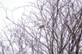 [北海道][鳥]
