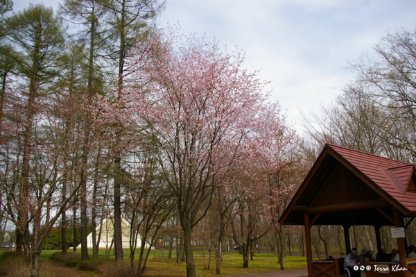 [北海道][花][桜]