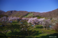 [北海道][花][桜]熊石休養村の桜 I