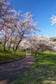 [北海道][花][桜]熊石休養村の桜 II