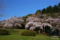 [北海道][花][桜]熊石休養村の桜 III