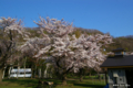 [北海道][花][桜]熊石休養村の桜 IV