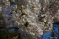 [北海道][花][桜]