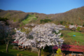 [北海道][花][桜]熊石休養村の桜 V