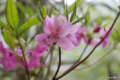 [北海道][大千軒岳][花]