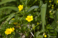 [北海道][大千軒岳][花]ミヤマキンバイ @大千軒岳