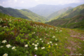 [北海道][大千軒岳][花]