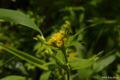 [北海道][狩場山][花]ミヤマアキノキリンソウ? @狩場山