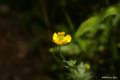 [北海道][狩場山][花]ミヤマキンポウゲ @狩場山