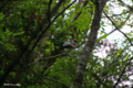 [北海道][大雪山][鳥](名称不明) @然別湖畔
