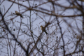 [北海道][ウトナイ湖][鳥]