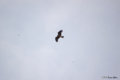 [北海道][ウトナイ湖][鳥]