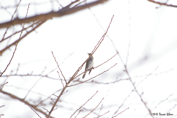 f:id:Terra-Khan:20101219114645j:image
