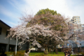 [東京][花][桜]国立科学博物館附属自然教育園 入口前の桜