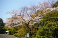 [東京][花][桜]東京都庭園美術館の桜 I