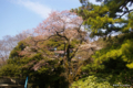 [東京][花][桜]東京都庭園美術館の桜 II