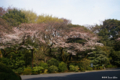 [東京][花][桜]東京都庭園美術館の桜 III