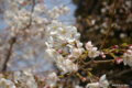 [東京][花][桜]東京都庭園美術館の桜 IV