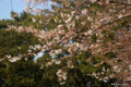 [東京][花][桜]東京都庭園美術館の桜 VI