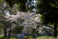 [東京][花][桜]