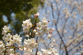 [東京][花][桜]